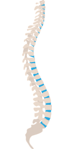 Spinal cord